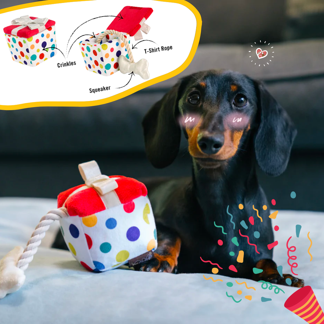 🥳 Birthday Pawty🐾