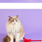 [ 韓國直送 🇰🇷 ] Wiggle Wiggle 貝殼龍蝦貓咪釣竿 🐈
